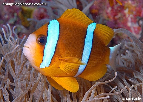 Barrier Reef Anemonefish (Amphiprion Akindynos)