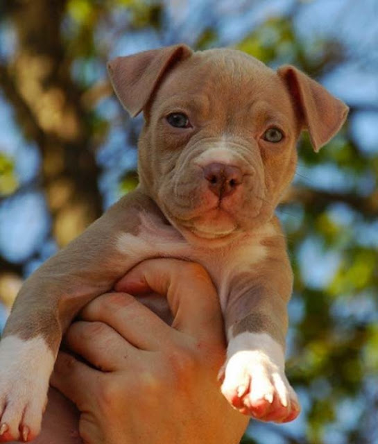 Weight of a healthy Pit Bull Puppy
