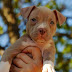 Weight of a healthy Pit Bull Puppy