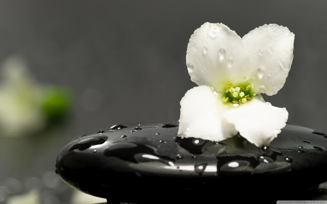 download Recombinant Proteins from Plants: Production and