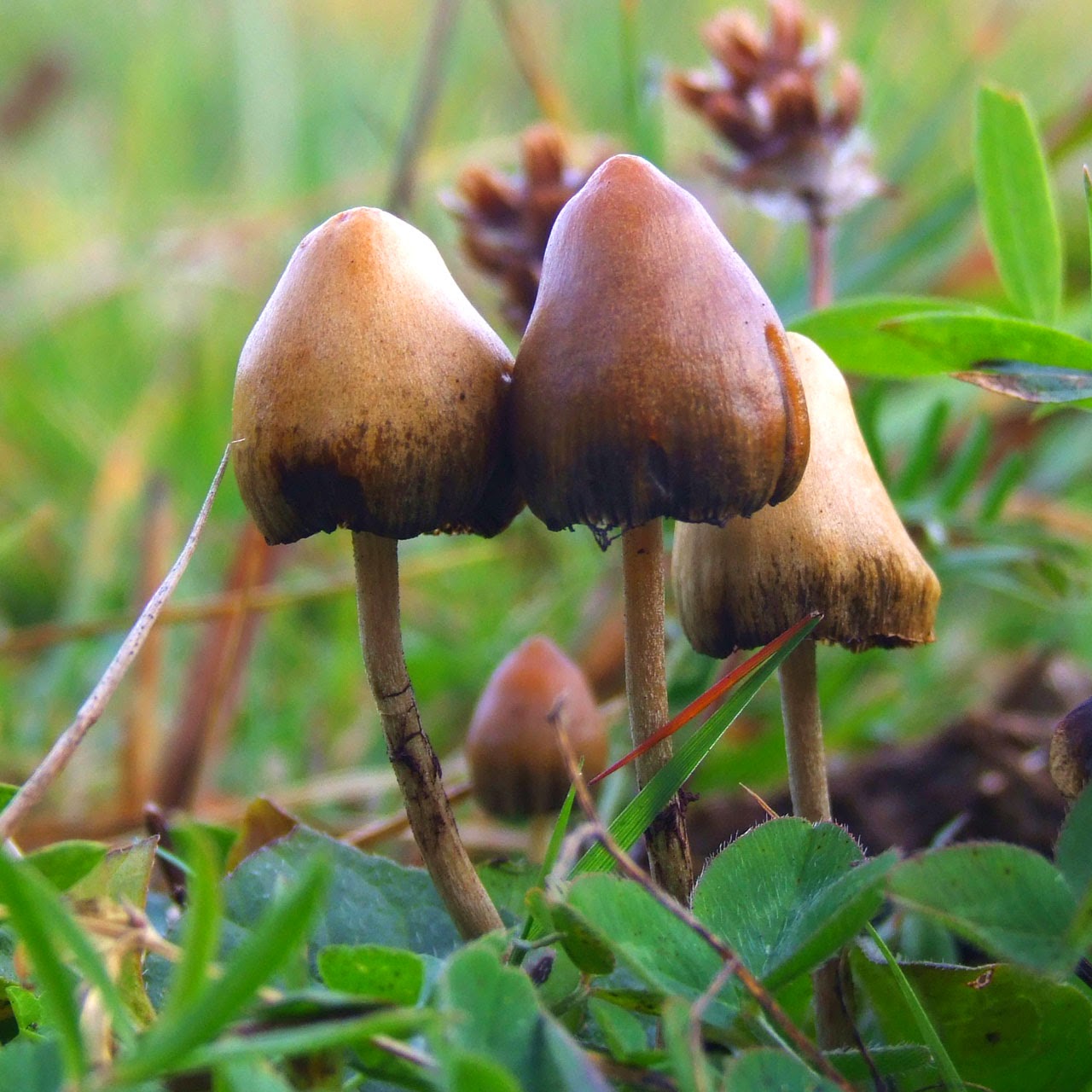 Johns Hopkins 'Magic Mushrooms' Help Longtime Addicts Quit Smoking