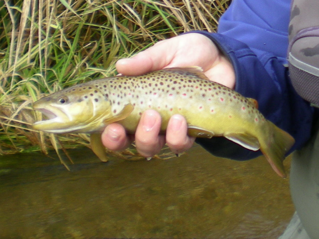Brookies and Browns Nebraska Trout Streams