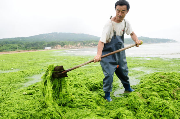 பாசிக்குள் என்னதான் செய்கிறார்கள். Algae+In+China+shovel