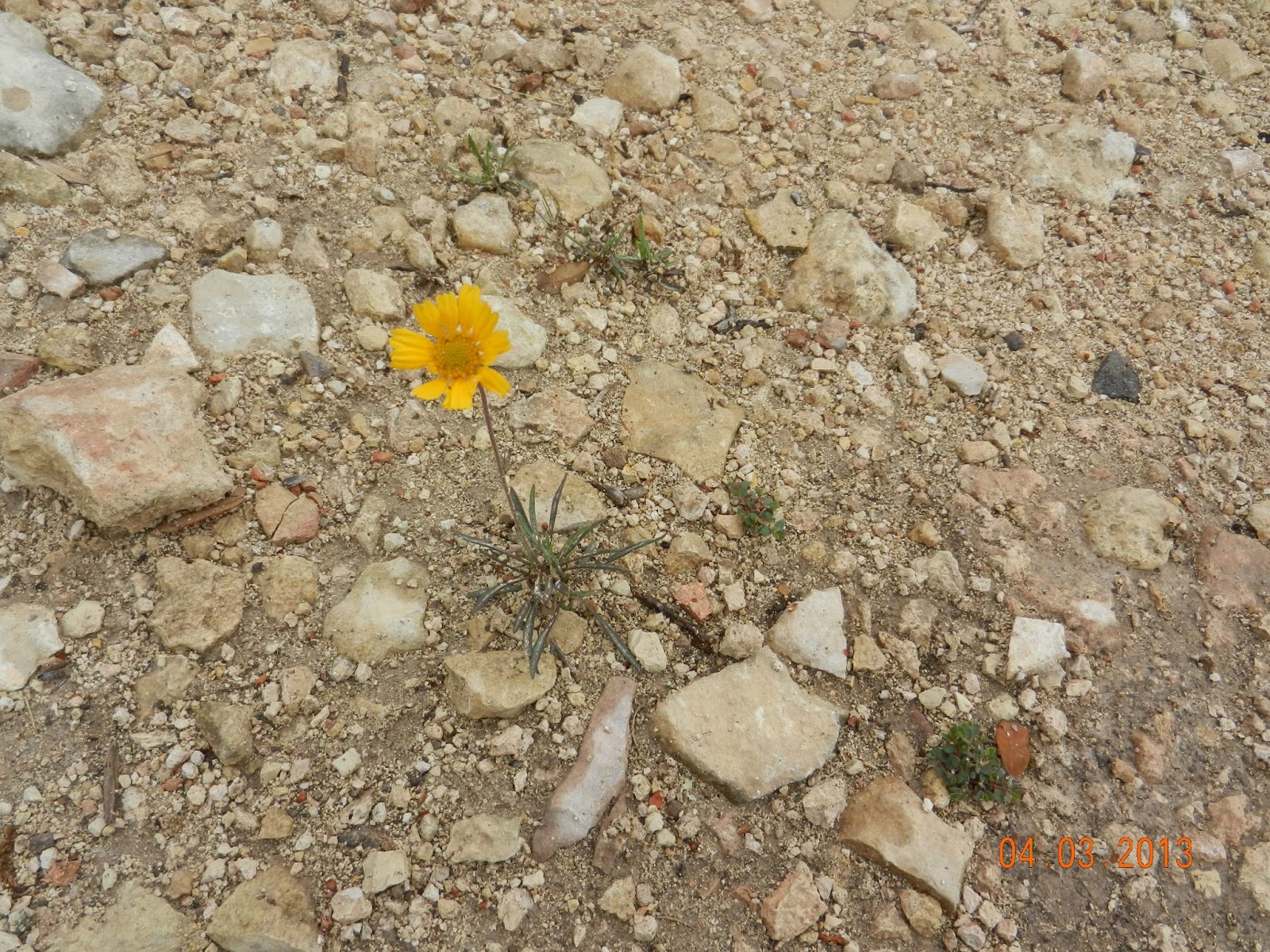 Sometimes Life Can Grow Even In Rocky Soil