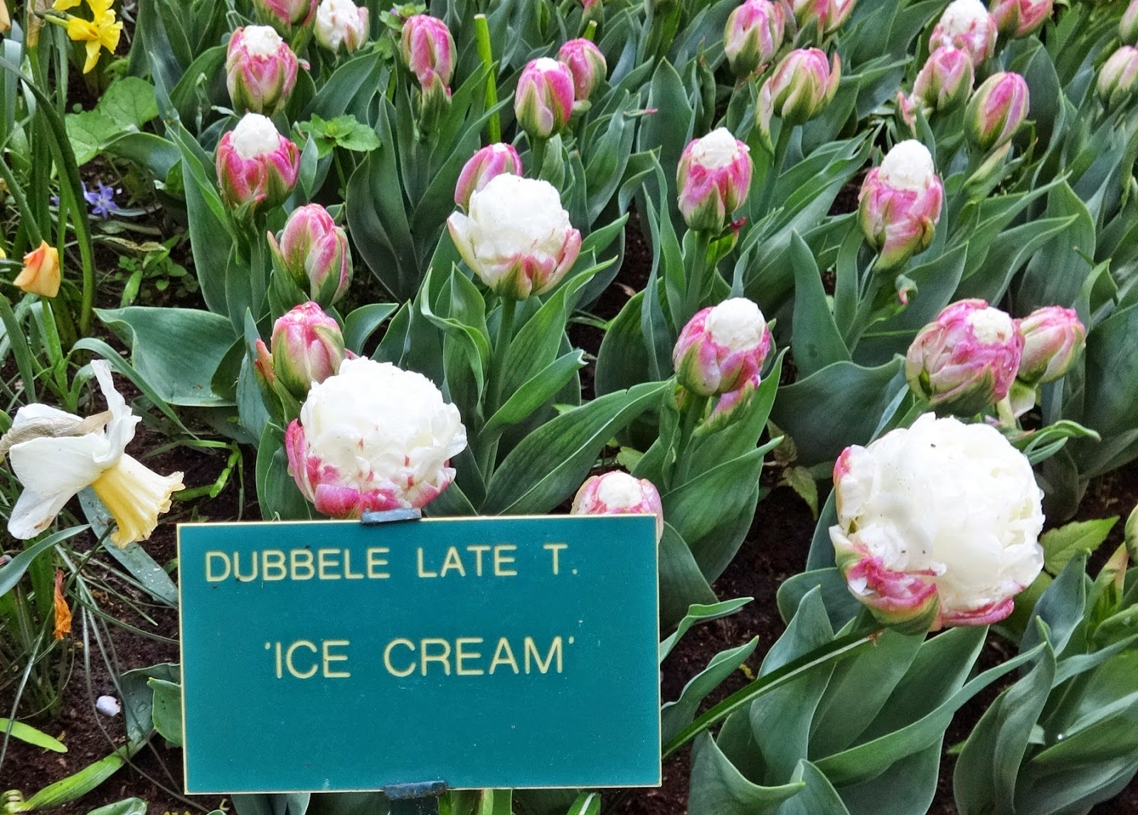 TOP TIPS FOR TULIPS CARE The Garden of Eaden