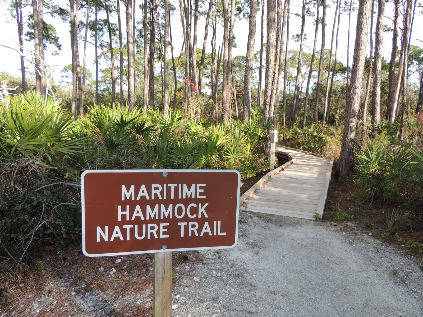 Silver Spirit Travels Maritime Hammock Nature Trail, St. Joseph Peninsula State Park