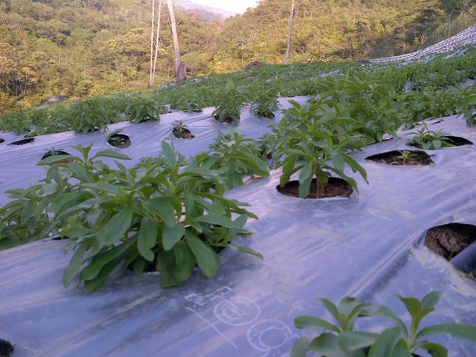 STEVIA MORITA 2 STEVIA