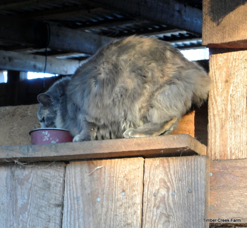 The Care and Feeding of Barn Cats Timber Creek Farm