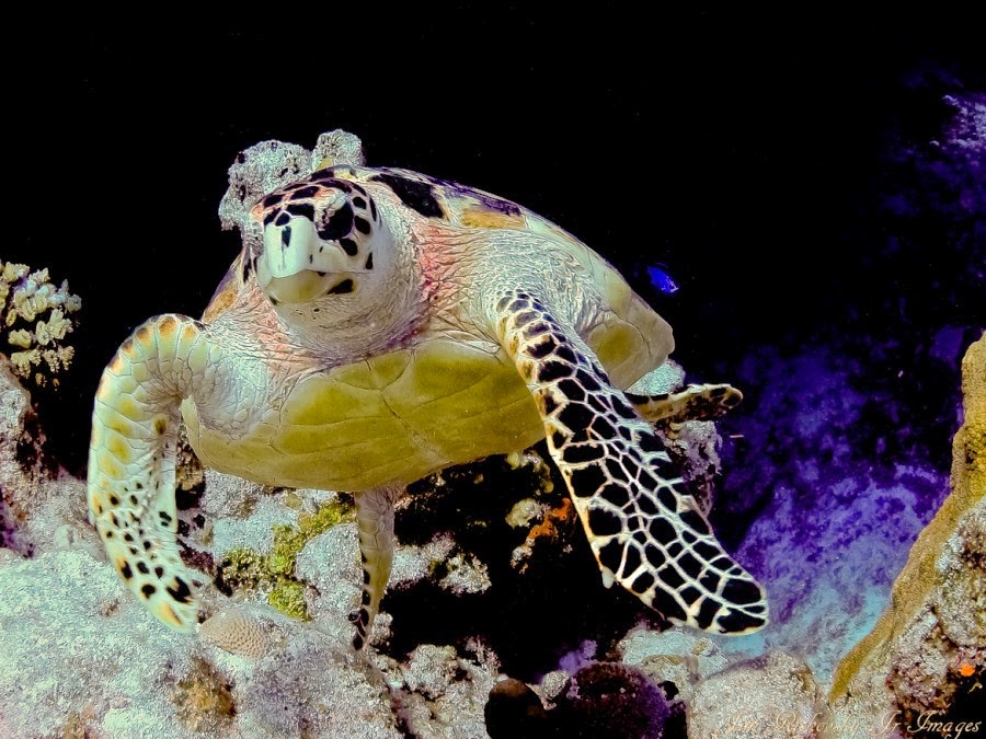 28 Astounding Pictures of Sea Turtles Part-2 - Best Photography, Art