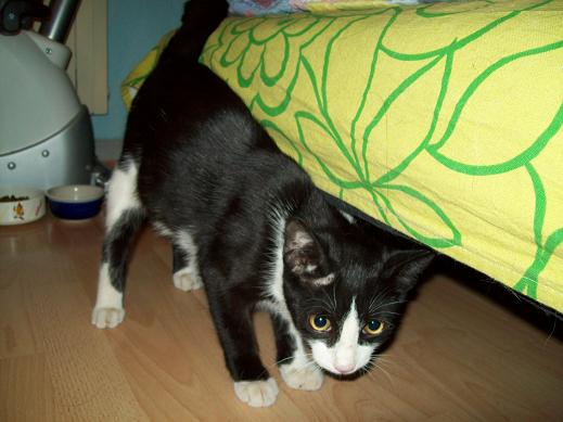 Michín, gatito macho de 5 meses. Protectora la Bienvenida 10-09-11+%25284%2529