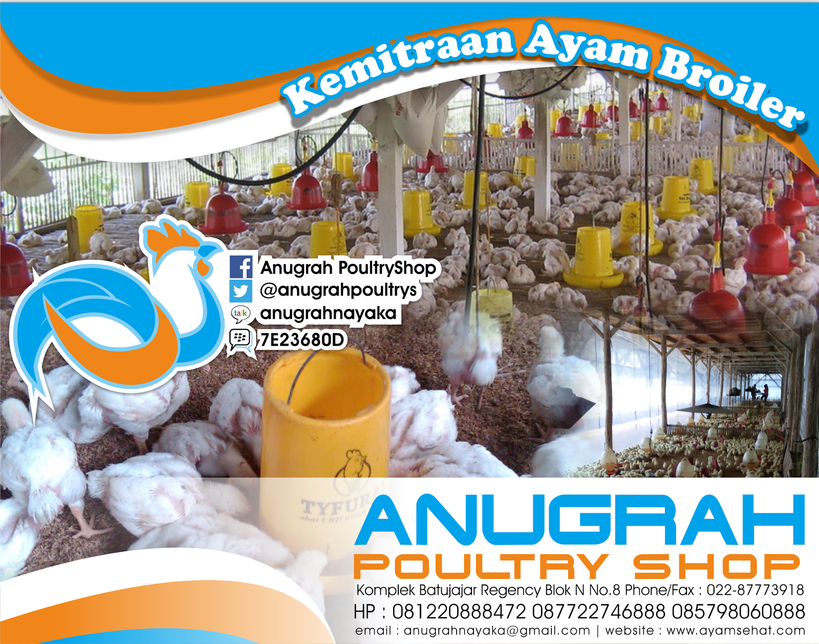 Broiler Modern Jamu Ternak untuk Ayam Broiler