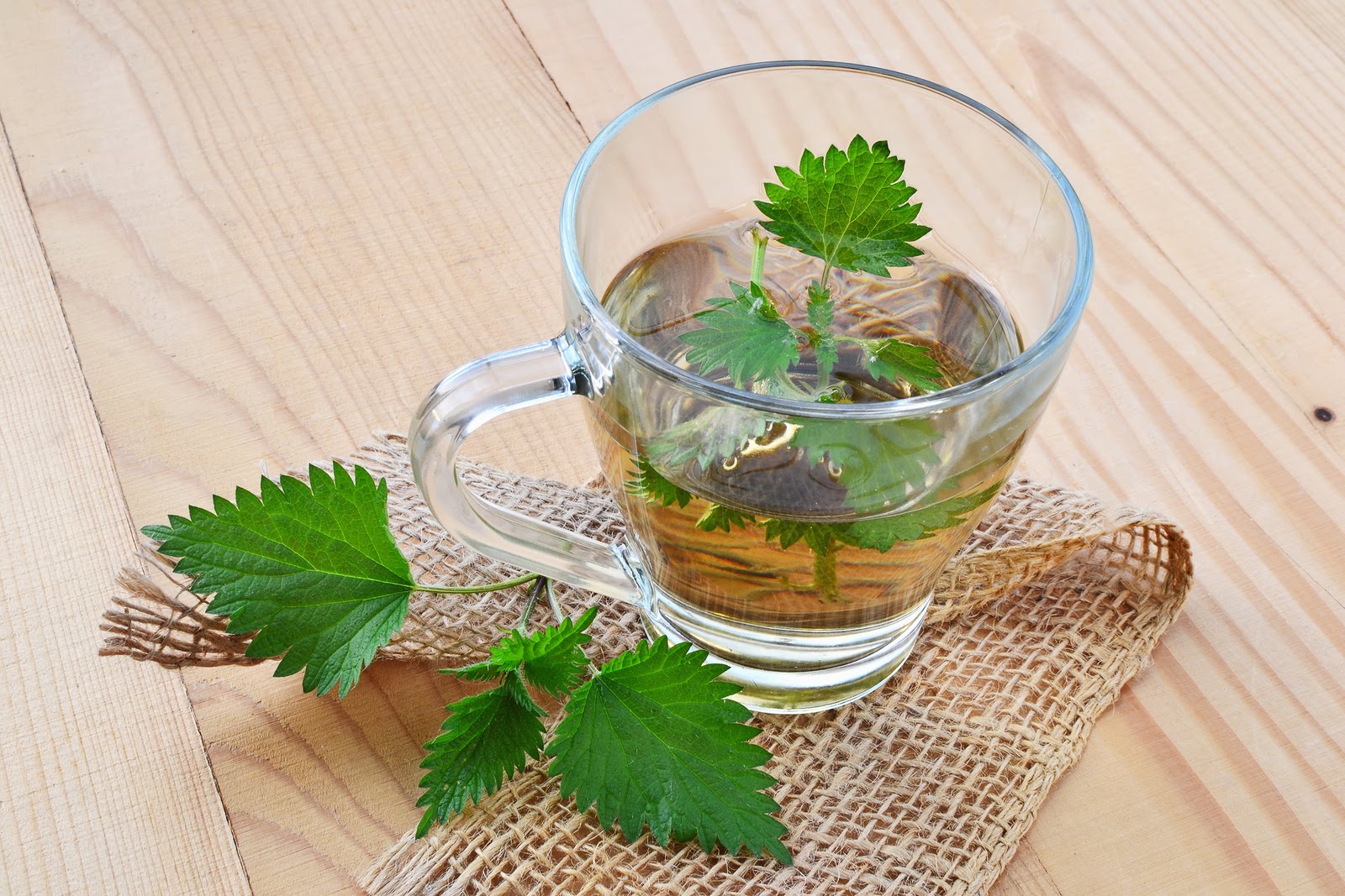 Nettle Leaf Tea