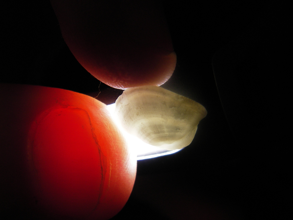 Burke Blog Two million fish ear bones contain new environmental insights