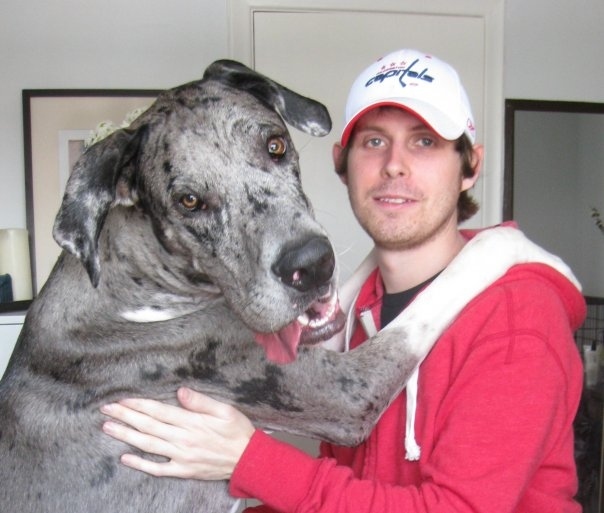 11 pictures of giant dogs, giant dogs, huge dogs, dog pictures