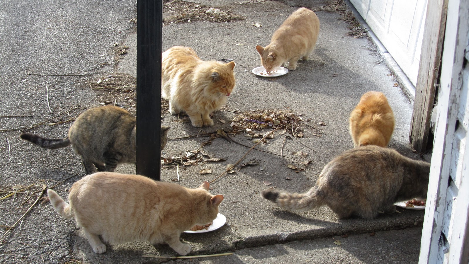 How To Start A Feral Cat Colony at Emily Tripp blog