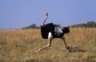 This is an ostrich
