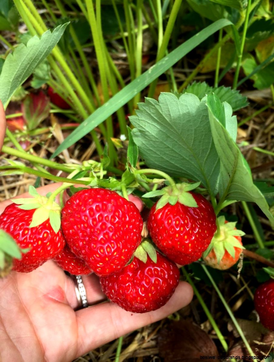 Yoga Strawberry Style Farmgirl of Norway Yoga Strawberry Style Farmgirl of Norway