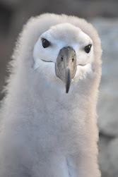 Baby albatross