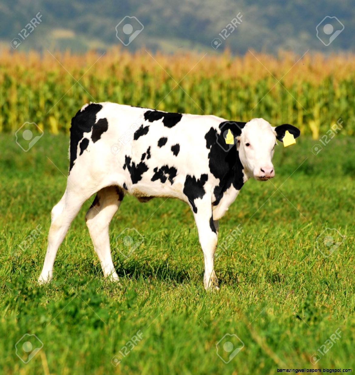 Cute Baby Cow In Summer Standint On A Grass Field Stock Photo Cute Baby Cow In Summer Standint On A Grass Field Stock Photo