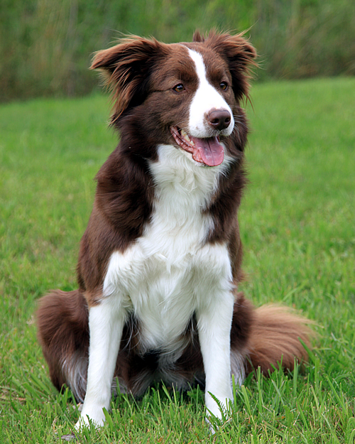 Cute Collie-Dog Dog And Puppies Pictures