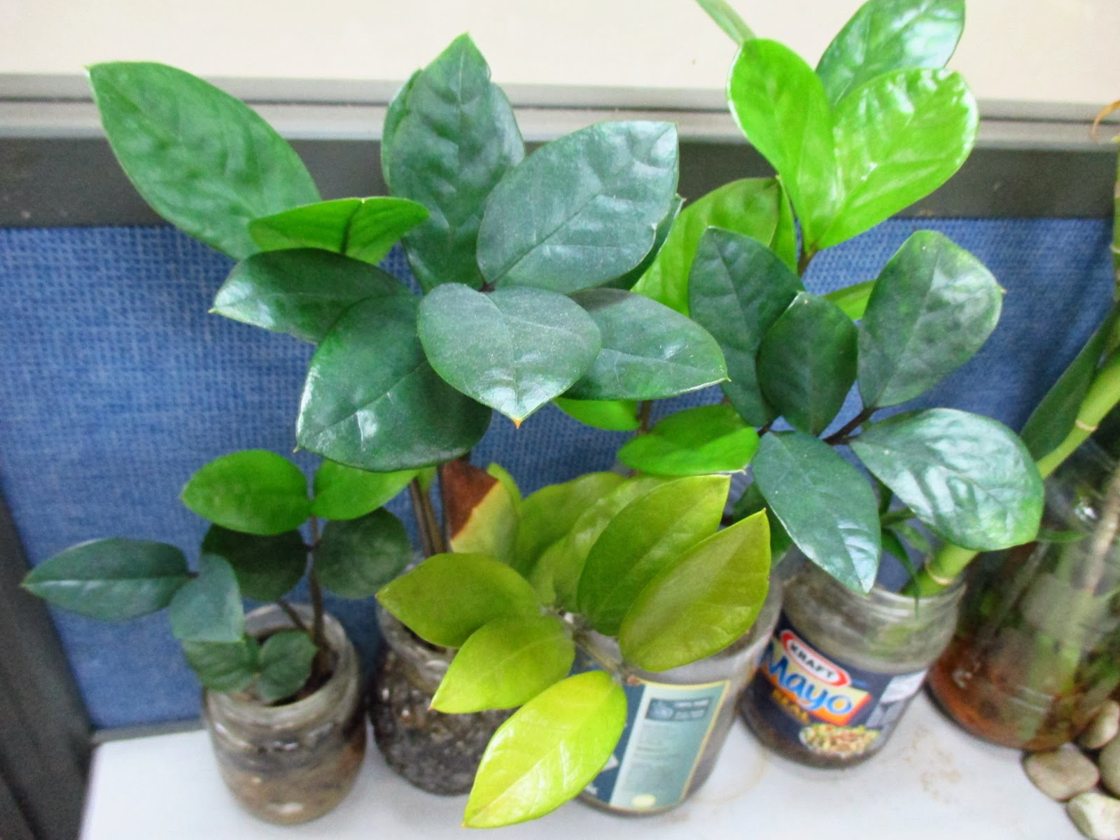 Garden Chronicles Indoor Plants Office Cubicle