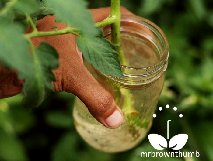 Rooting Tomato Cuttings MrBrownThumb