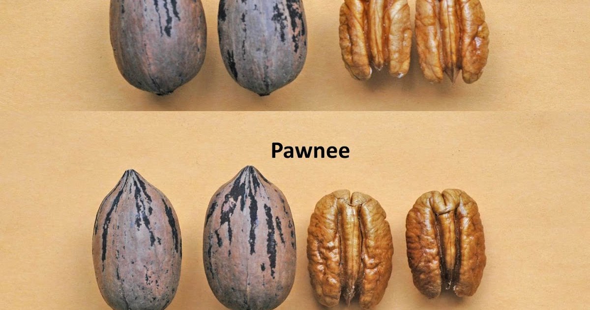 Northern Pecans Gardner, Faith, and Pawnee