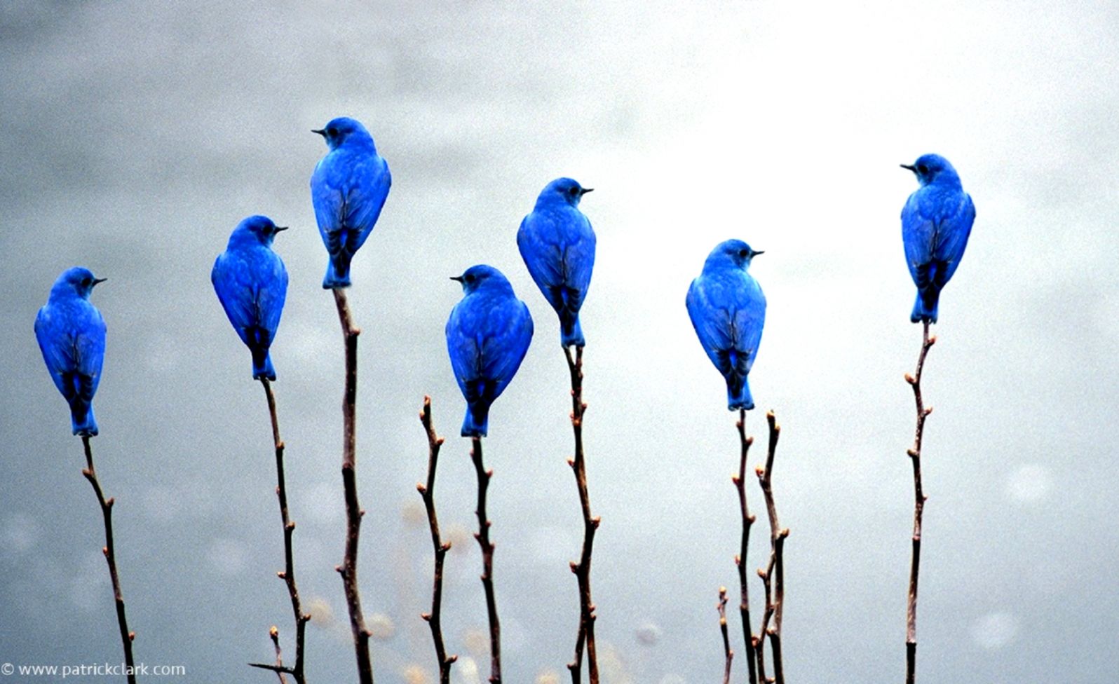 Bluebird Wallpaper | All HD Wallpapers Gallery