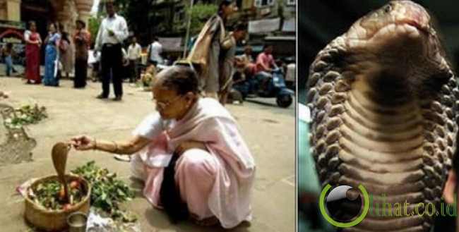 Perempuan India menikah dengan raja kobra Perempuan India menikah dengan raja kobra