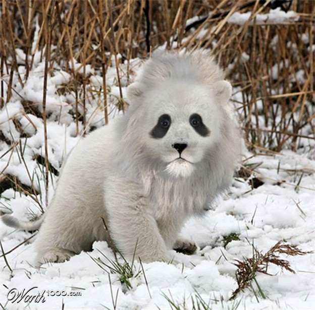 The story of the Animal world Vietnam reserve brings hope for rare