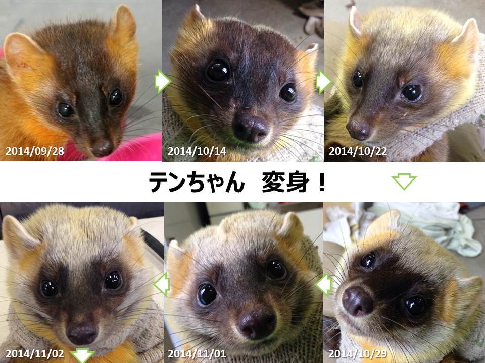 福山大学 学長室ブログ テンちゃん へ んしん