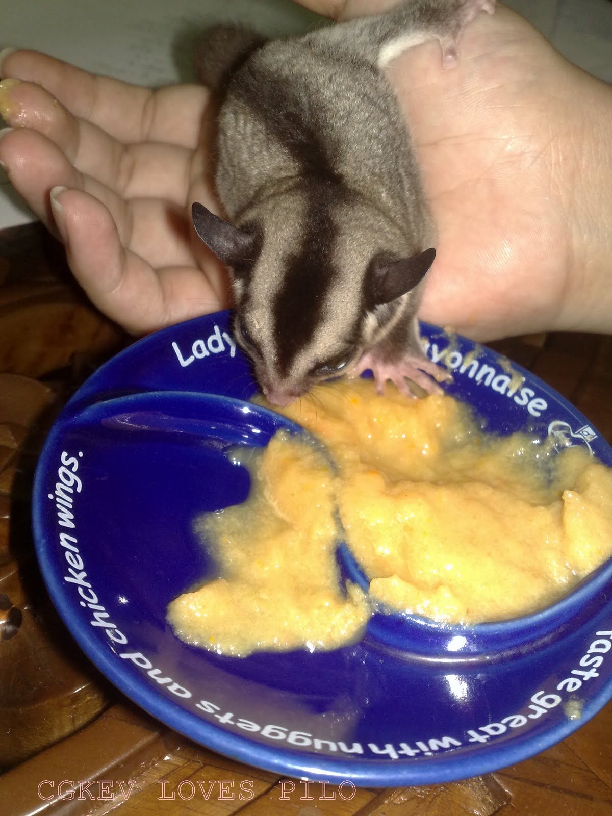 MI LIFE MI STORY SUGAR GLIDER DIET RECIPE (Vege & Fruits Smoothies)