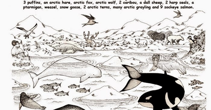 Arctic animals coloring pages | Free Coloring Pages and Coloring Books