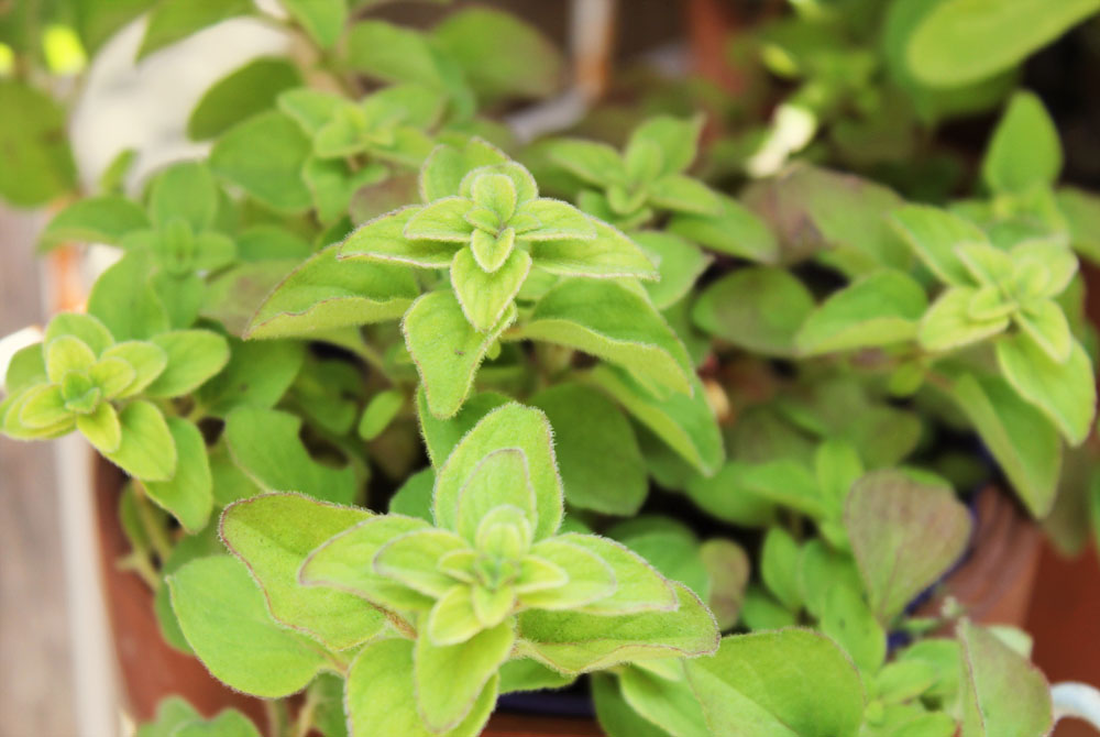 A Fun Re-Do Project...A Little Herb Garden... - Itsy Bits and Pieces