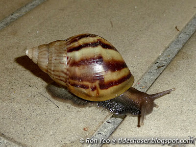 African Snail (Achatina fulica)