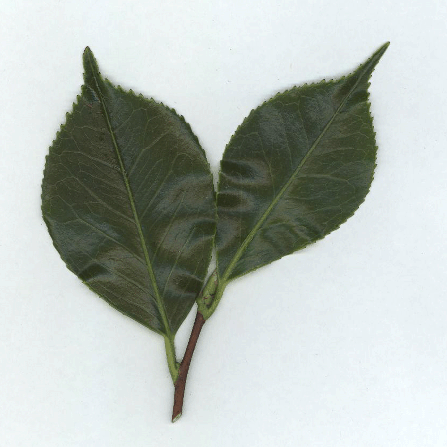 Camellia Leaf