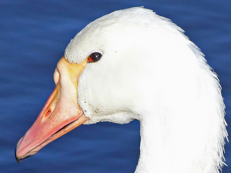Bird Hybrids Greylag Goose x Mute Swan