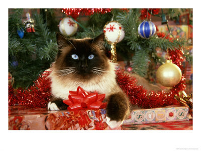 Necesitamos donaciones para la SUBASTA DE NAVIDAD!! Cooinda+cat+Resort+-+catty