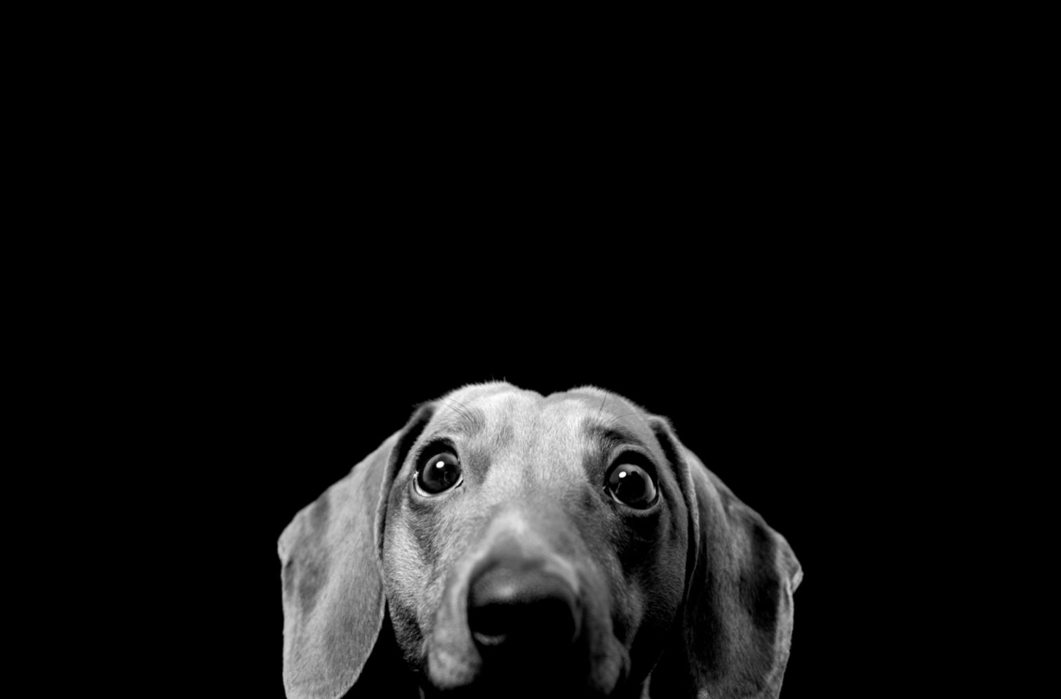 Black Dog Desktop Wallpaper Black Dog ImagesNew Wallpapers Black Dog Desktop Wallpaper Black Dog ImagesNew Wallpapers