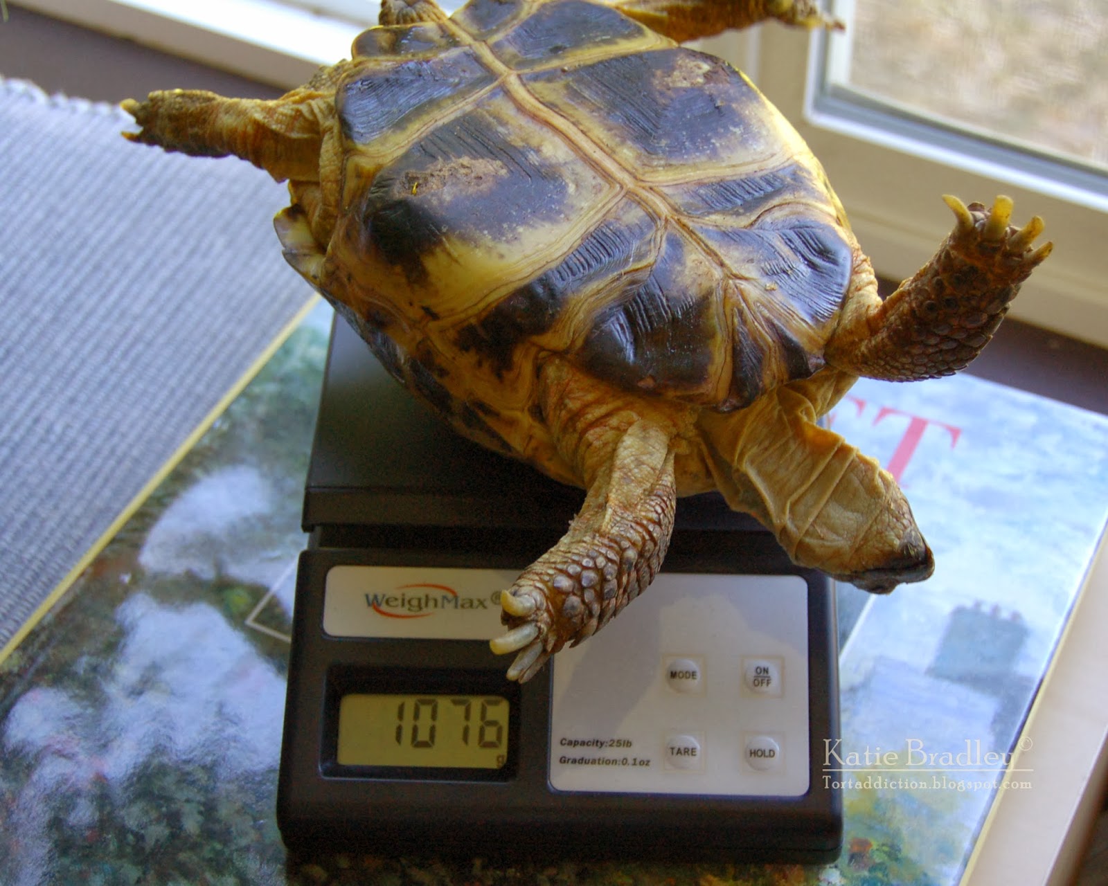 Tortoise Hibernation Box Uk edu.svet.gob.gt