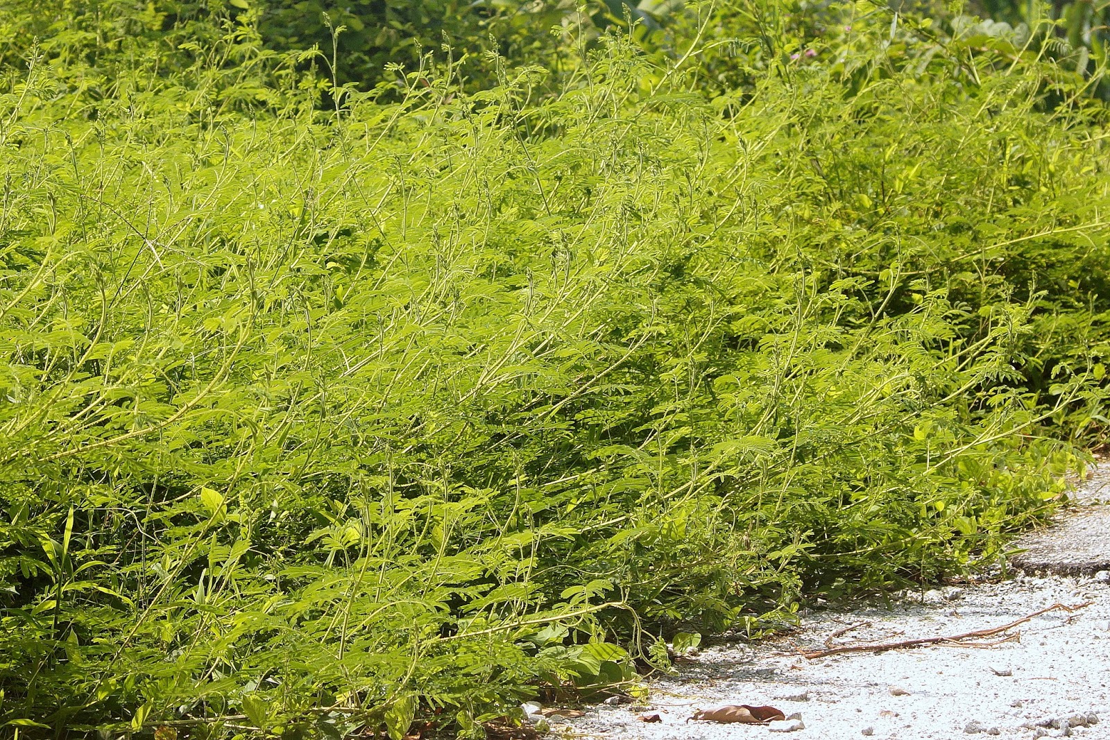 Invasive Giant False Sensitive Mimosa