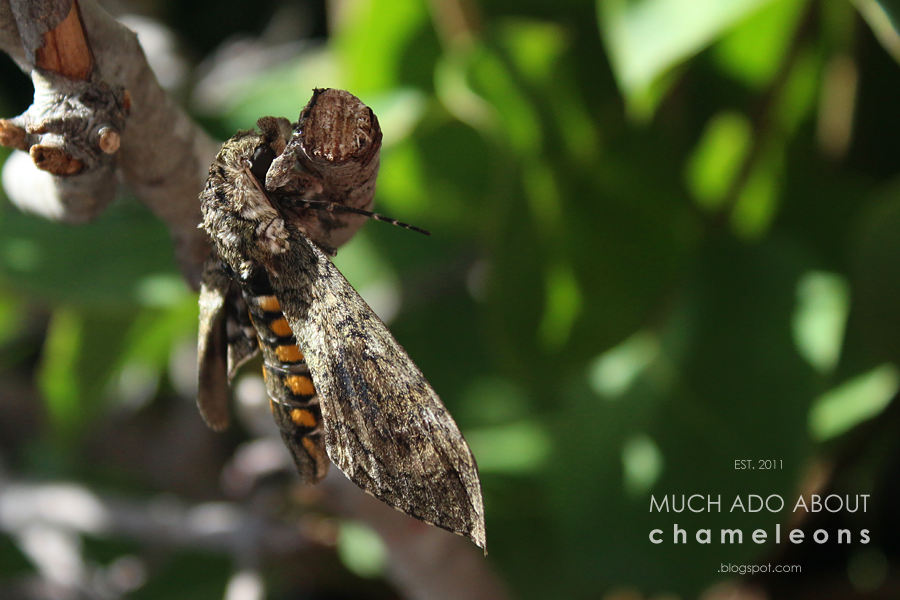 How to Pupate Hornworms into Moths Much Ado About Chameleons