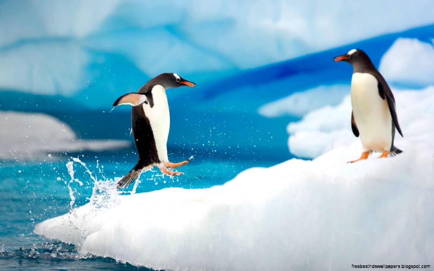 Penguins Jumping Penguins Jumping