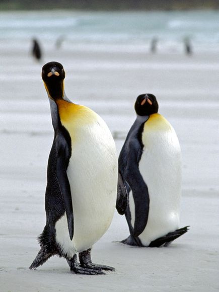 king-penguins.jpg
