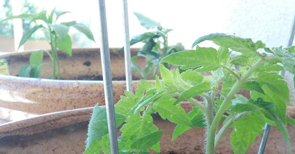 Autumn's Copper Pot How to Grow Your Own Tomatoes When You Have No