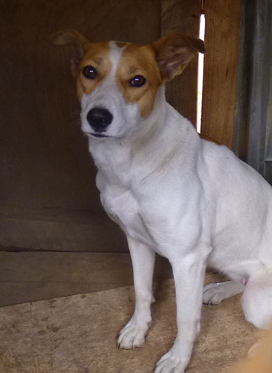 Birding For Pleasure SATURDAY CRITTERS Dogs in Blantyre, Malawi