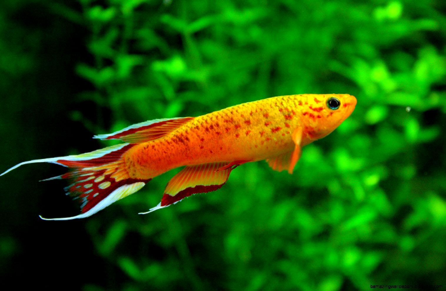 Freshwater Fish Wallpaper 20139 Hd Wallpapers Freshwater Fish Freshwater Fish Wallpaper 20139 Hd Wallpapers Freshwater Fish