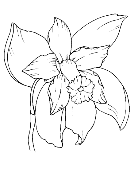 Diseños de orquideas para pintar - Imagui