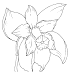 Desenhos - Flor Exótica de Orquidea - Colorir e Pintar