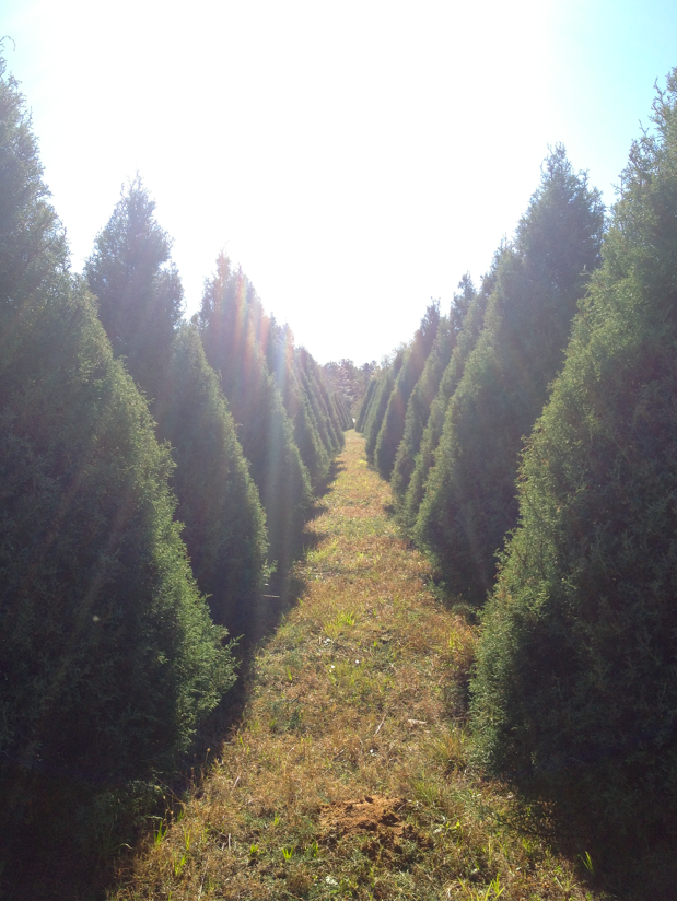 1,446 Oh Christmas Tree. Laurel Mercantile